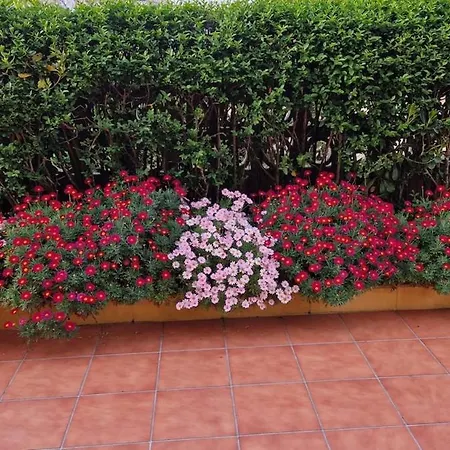 R2r - Hortensia - C05a03 Santona