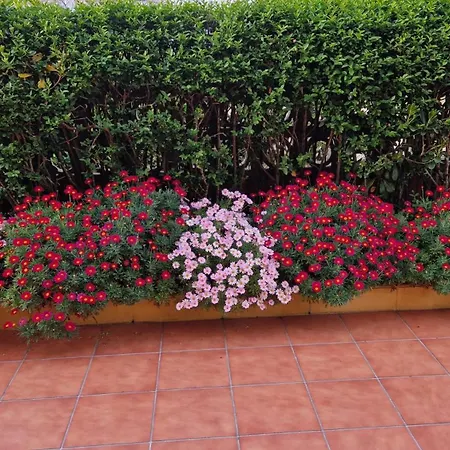 R2r - Hortensia - C05a03